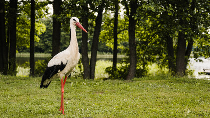 Wild European White Stork standing on green grass. Lake and trees in background. Summer nature in Latvia.