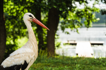 Wild European White Stork standing on green grass. Lake and trees in background. Summer nature in Latvia.