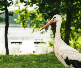 Wild European White Stork standing on green grass. Lake and trees in background. Summer nature in Latvia.