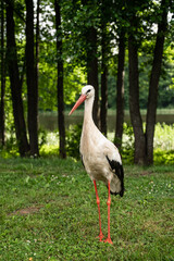 Wild European White Stork standing on green grass. Lake and trees in background. Summer nature in Latvia.