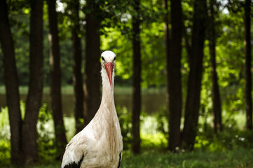 Wild European White Stork standing on green grass. Lake and trees in background. Summer nature in Latvia.