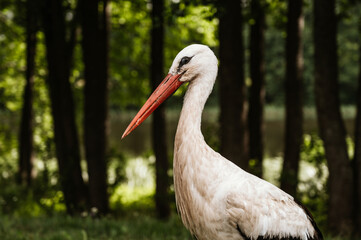 Wild European White Stork standing on green grass. Lake and trees in background. Summer nature in Latvia.