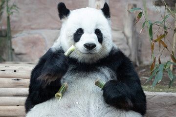 Sweet Fluffy Panda in Thailand, Lin Hui
