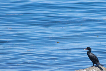 Double Crested Cormorant relaxing on a rock in the corner watching the blue ripples of the Atlantic Ocean