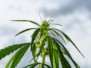 Cannabis plant hemp leaves . Male flowers blossom marijuana sky background