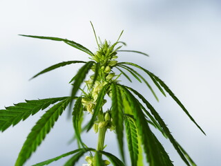 Cannabis plant hemp leaves . Male flowers blossom marijuana sky background