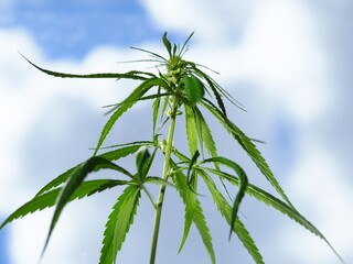 Cannabis plant hemp leaves . Male flowers blossom marijuana sky background