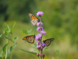 butterfly on a flower