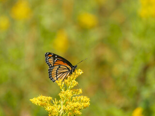 butterfly on yellow flower