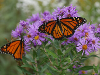 monarch butterfly on flower