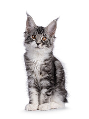 Impressive silver tabby Maine Coon cat kitten, sitting up. Looking straight towards camera. Isolated on a white background.