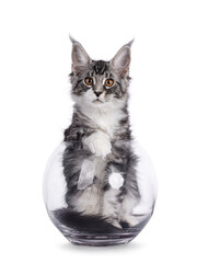 Impressive silver tabby Maine Coon cat kitten, sitting in empty fish bowl. Looking straight towards...