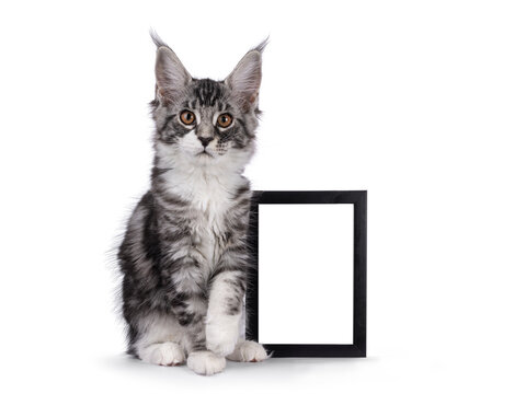 Impressive silver tabby Maine Coon cat kitten, sitting beside empty photo frame. Looking straight towards camera. Isolated on a white background.