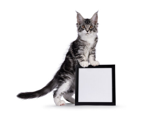Impressive silver tabby Maine Coon cat kitten, standing side ways with front paws on empty photo frame. Looking straight towards camera. Isolated on a white background.