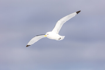 Fototapeta na wymiar Fliegende Dreizehenmöwe in der Arktis