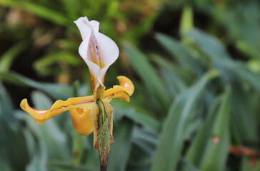 Closeup of yellow white Paphiopedilum orchid flower.