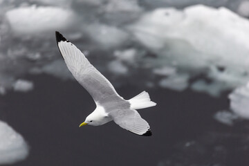 Fliegende Dreizehenmöwe in der Arktis