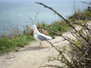 Pelican on a cliff