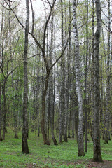 Birch forest. Straight tree trunks in the spring forest.