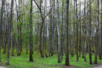 Birch forest. Straight tree trunks in the spring forest.