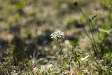 Flowers in the grass 1