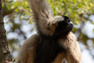 Close up Pileated gibbon (Hylobates pileatus)