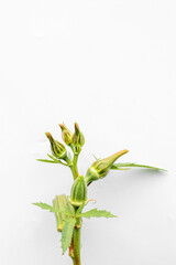 Lady Fingers or Okra vegetables on white background