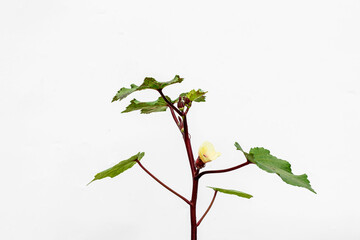Lady Fingers or Okra vegetables on white background