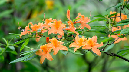 Azalea bushes with light orange flowers in a city park.