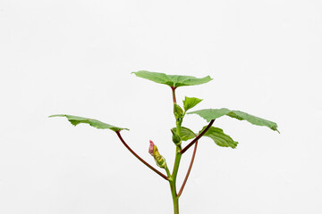 Lady Fingers or Okra vegetables on white background