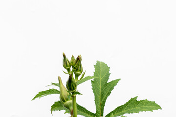 Lady Fingers or Okra vegetables on white background