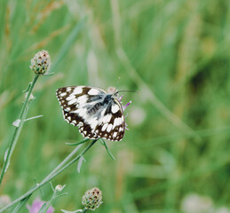 butterfly on a flower
