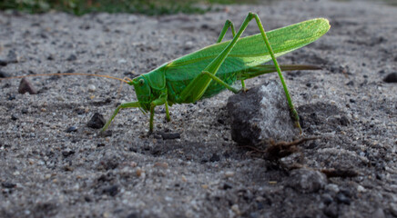 grasshopper on a branch