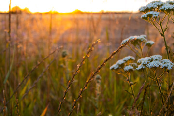 Fototapeta premium sunset in the field