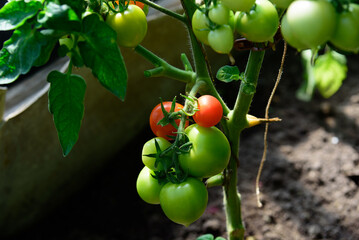 beautiful red tomatoes in a green bush on a sunny summer day in a greenhouse