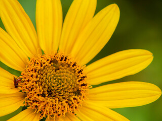 yellow flower macro