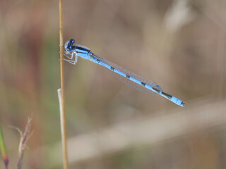 blue damselfly on a branch