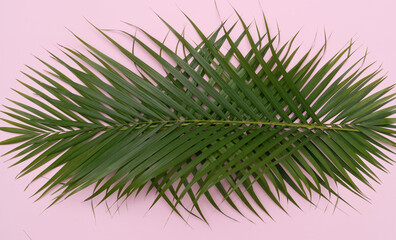Tropical green palm leaves