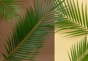 Tropical green palm leaves