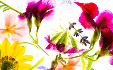 Summer background of frozen flowers in ice, cornflowers and geraniums, osteosperum and lavender and carnation
