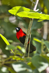 Masked crimson tanager. Ramphocelus nigrogularis