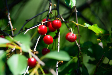 beautiful dark red cherries in the middle of summer on a green bush on a sunny day