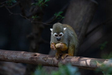 Close up Common Squirrel Monkey, Saimiri Sciureus