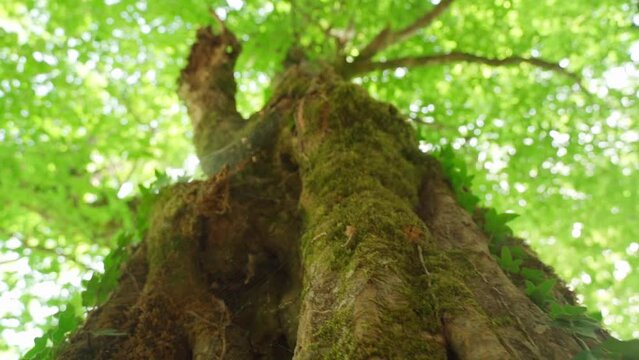 Shooting an old tree on a sunny summer day