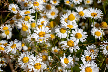 Daisies in a field on a sunny day. Field of daisies in summer. Daisies close-up in the field.
