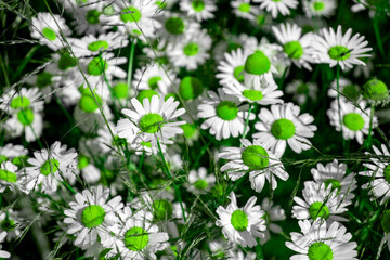 Daisies in a field on a sunny day. Field of daisies in summer. Daisies close-up in the field.