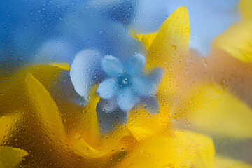 Close-up. Yellow and blue abstract flowers in blur filter. Abstract creative patriotic background