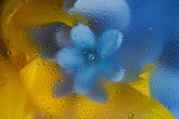 Close-up of a beautiful blue flower with raindrops, next to yellow sunflower petals. Ukrainian theme, love for Ukraine and desire for freedom through tears and grief