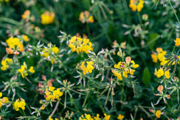 dandelions in the grass