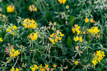 dandelions in the grass